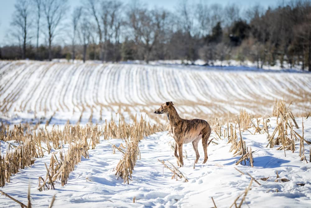Lurcher dog looks like a deer in a corn field